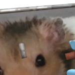 @hollydogjake