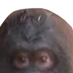 @akshajroblox007