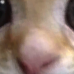 @Sxmplii_StrawbxrryYT