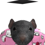 Siskas