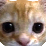 @sawyer_kitten