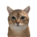 @c5ut