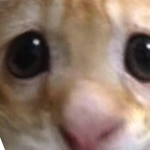 @CARV1NG