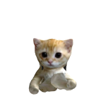 @Loonytoony138