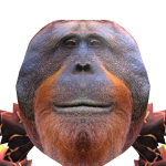 @Oscarsson2012