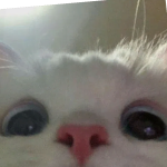 @PizzaGamer3030