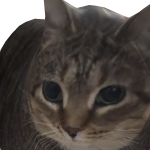 @Acethekitten1234