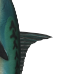 jaska