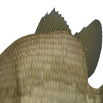 @praisefish1