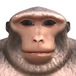 Him0thy36