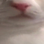 @poppy_cool90
