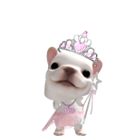 @Dogtrainer_11
