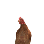 Sonicswag5