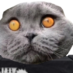 @bigfatcatwilliam