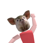 @pig123gopig