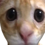 @Riottrapp