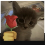 @TimDaTurtle21409