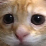 @TrofesterYT