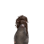 @pappyjr2011