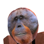 @mrpeafowlisahybrid