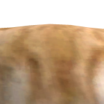 @riproty
