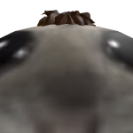 @moggiesvloggies