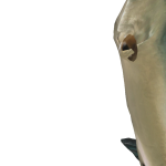 Ignatius_BEAN