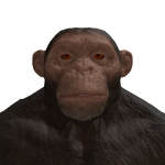 @devchimp1