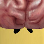 @RobloxACCG