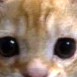 snoowziw