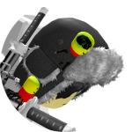 Renzo