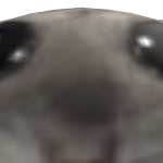 @Penguin_Tommy909