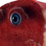 @Salty_Toucans