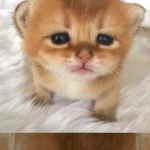 @wikijan2000