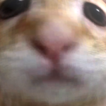 @becdagoat