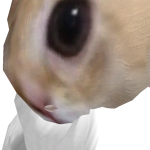 @Salmonplayz100