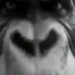 Pissmonkey