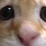 kynnymae