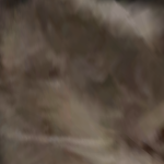 @pfefferm