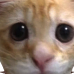 @albeez1