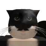 @bucovinathecat