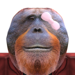 @bear_ishdog