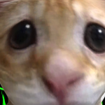 @shywolfspirt23