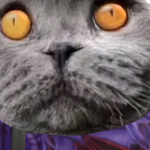 @Kolerdave