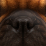 @Dogethecat4