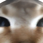 HangeZoeRider