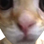 noni