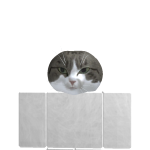 @Catermeloncat