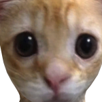 @glossyyxmegs