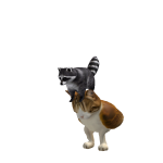 @Orthokitty575